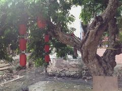 -小洲村