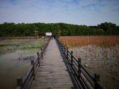 -大湾区中央湿地公园