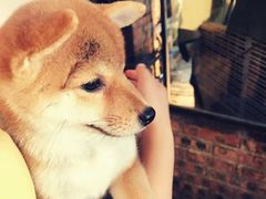 -柴犬高等学院·狗咖·柴犬售卖·宠物训练