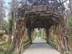 -东平国家森林公园