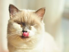 -Sweet cat·星愿猫咖(国贸大厦店)