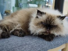 -喵园·猫主题咖啡厅·撸猫·猫咖(国贸店)