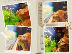 -凯瑞希宠物医院·狂犬免疫·微创·皮肤科