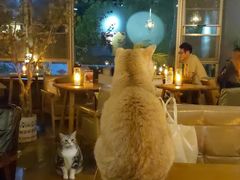 -咖法森林·咖啡  酒吧(天河店)