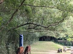 -雁南飞茶田景区