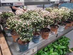 -鹿岛生活(熙地港店)