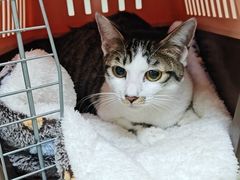 -动物缘宠物医院·骨科·猫科(西二环店)