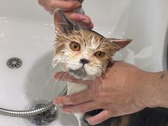 -FAELING PETS美天灵宠物(富力广场店)