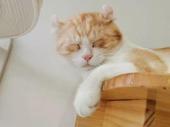-Heymao猫咖.咖啡厅(东门店)