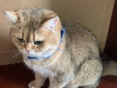 -蓝鲸·缅因猫舍