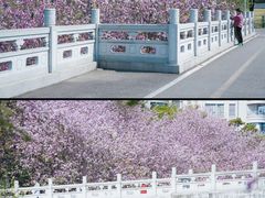 -广东花都湖国家湿地公园
