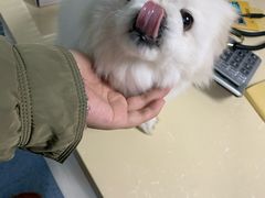 -顺强宠物诊所·狂犬免疫·夜诊·骨科(嘉定店)