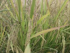 -中国天府农业博览园