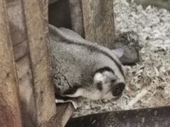 -上海大自然野生昆虫馆(东方明珠·爬宠昆虫探索中心)