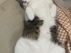 -佳雯宠物医院·皮肤科·内外科(春晓路分院)