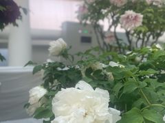 -曹州牡丹园