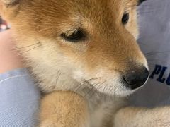 -逗柴咖啡屋·狗咖猫咖宠物桌游