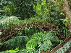 -深圳仙湖植物园