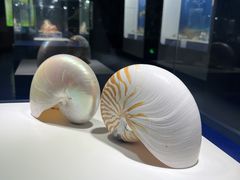 -贝壳王国博物馆
