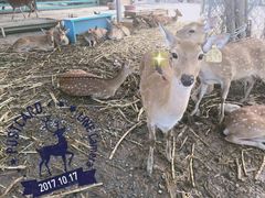 -鹿境梅花鹿生态园区