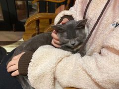 -猫色咖啡·猫咖