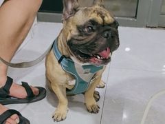 -中农国际动物医院24小时·猫科·骨科·急重症中心