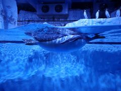 -芜湖新华联大白鲸海洋公园