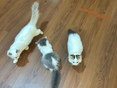 -楼上猫咖(罗湖店)