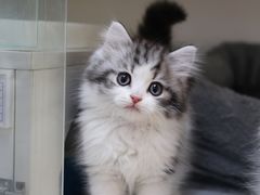 -lincat·猫舍(广州店)