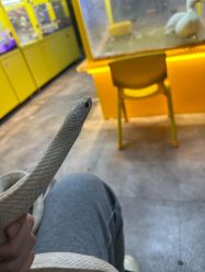 点击看大图 -神奇动物撸宠馆·羊驼·小浣熊·异宠(豫园店)