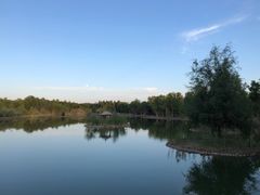 -金塔沙漠胡杨林景区