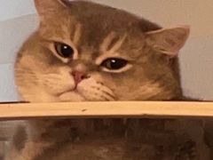 -东方名猫馆·英短金渐层布偶猫舍(环线广场1号楼店)