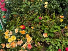 -金陵花卉交易市场