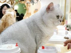 -猫和宫(六道口店)