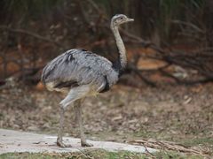 -广州长隆野生动物世界