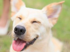 -趣多多宠物公园·宠物训犬学校·宠物寄养