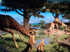 -国家自然博物馆