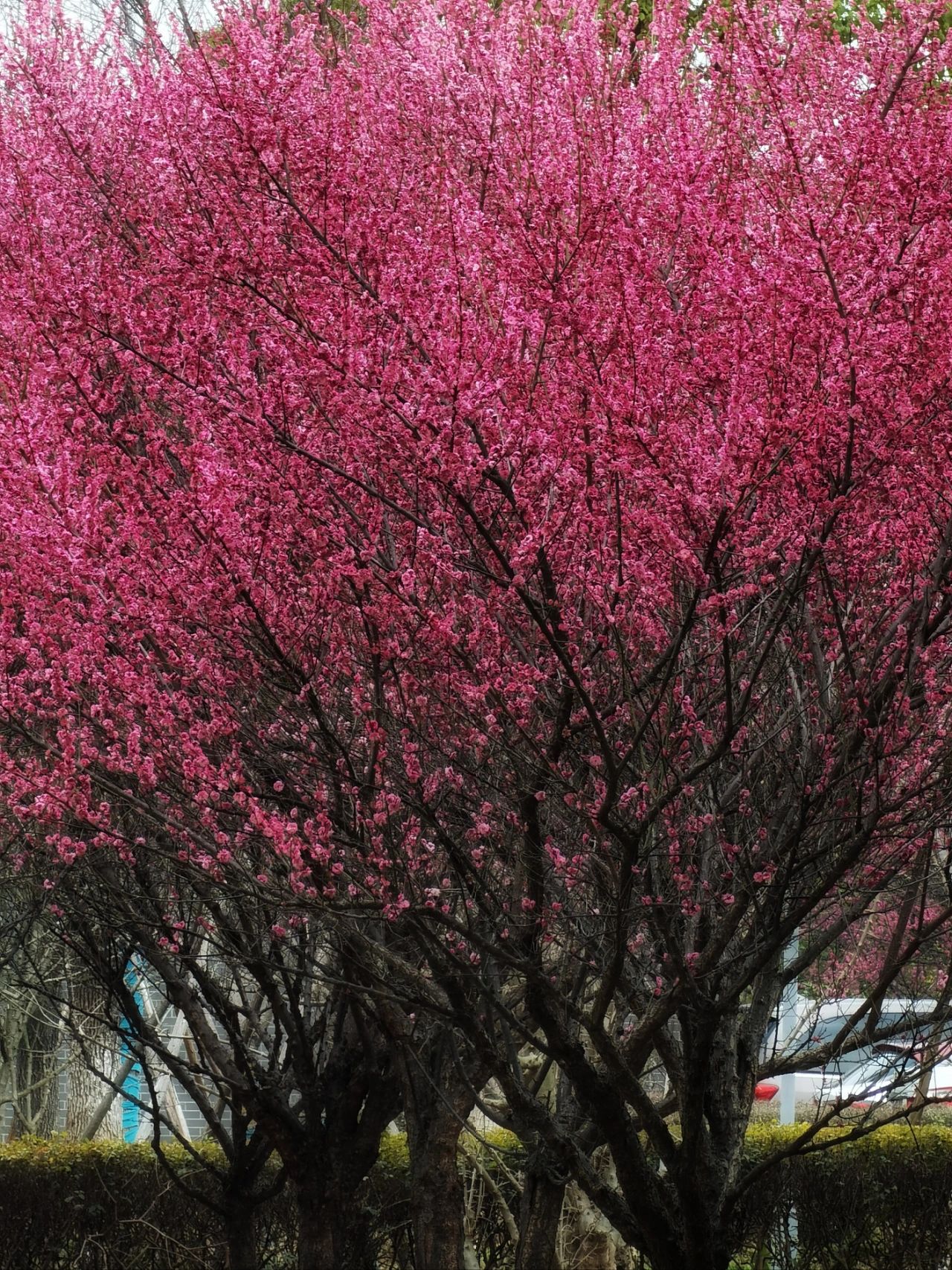 汤湖公园梅花图片