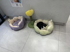 -关爱宠物医院·猫科中心·消化科(滨湖万达分院)