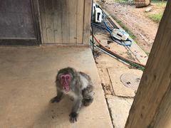 -岚山猴子公园