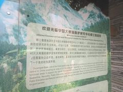 -都江堰中华大熊猫苑