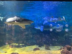 -烟台海昌鲸鲨海洋公园