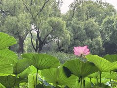 -北陵公园