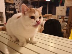 -Cappucimeow猫咪咖啡馆(韦伯时代店)