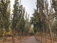 -西青郊野公园