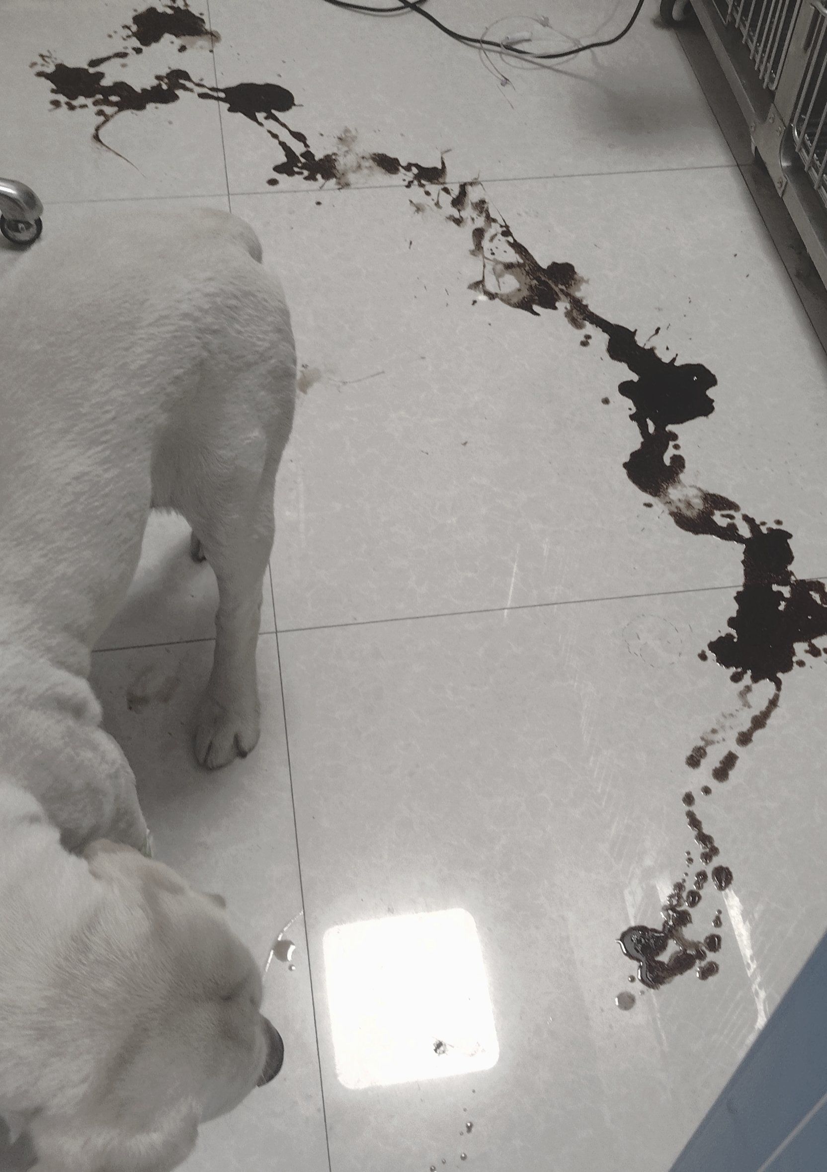 狗狗食物中毒:无声的威胁,你真的了解吗?