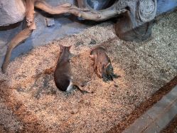 -Zoolung Zoolung动物主题公园(海信广场店)