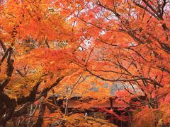 -常寂光寺