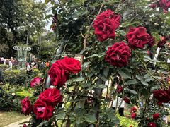 -人民公园(罗湖区)