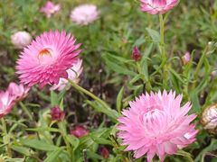 -崇圣寺三塔文化旅游区